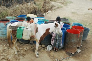 A Mayan woman, boy, and cow gathering water from open barrels in front of the school.